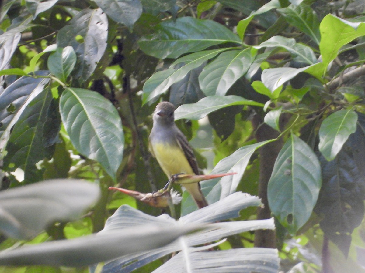 オオヒタキモドキ - ML646964548