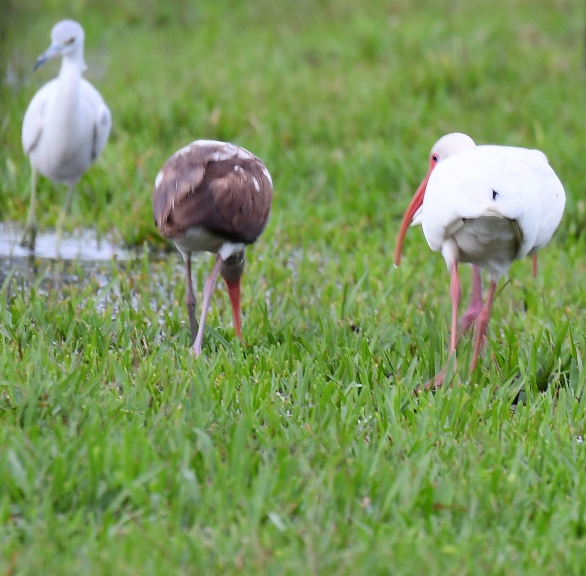 Little Blue Heron - ML646964549
