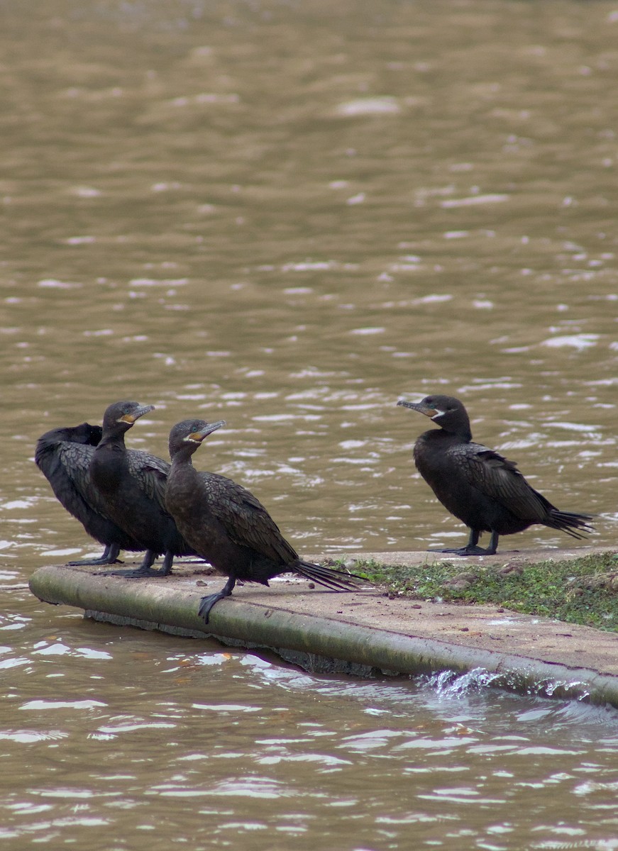 Neotropic Cormorant - ML646964556