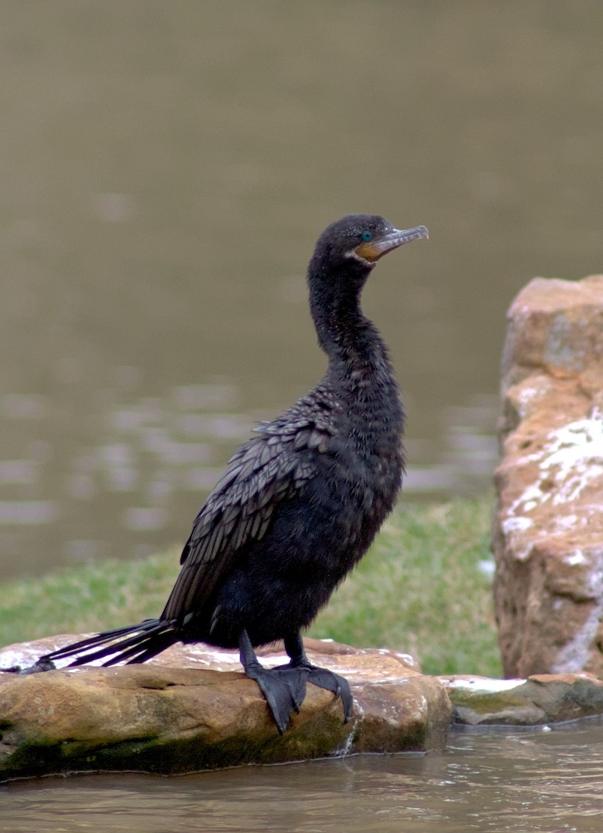 Neotropic Cormorant - ML646964557