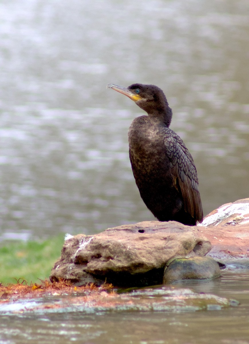 Neotropic Cormorant - ML646964558