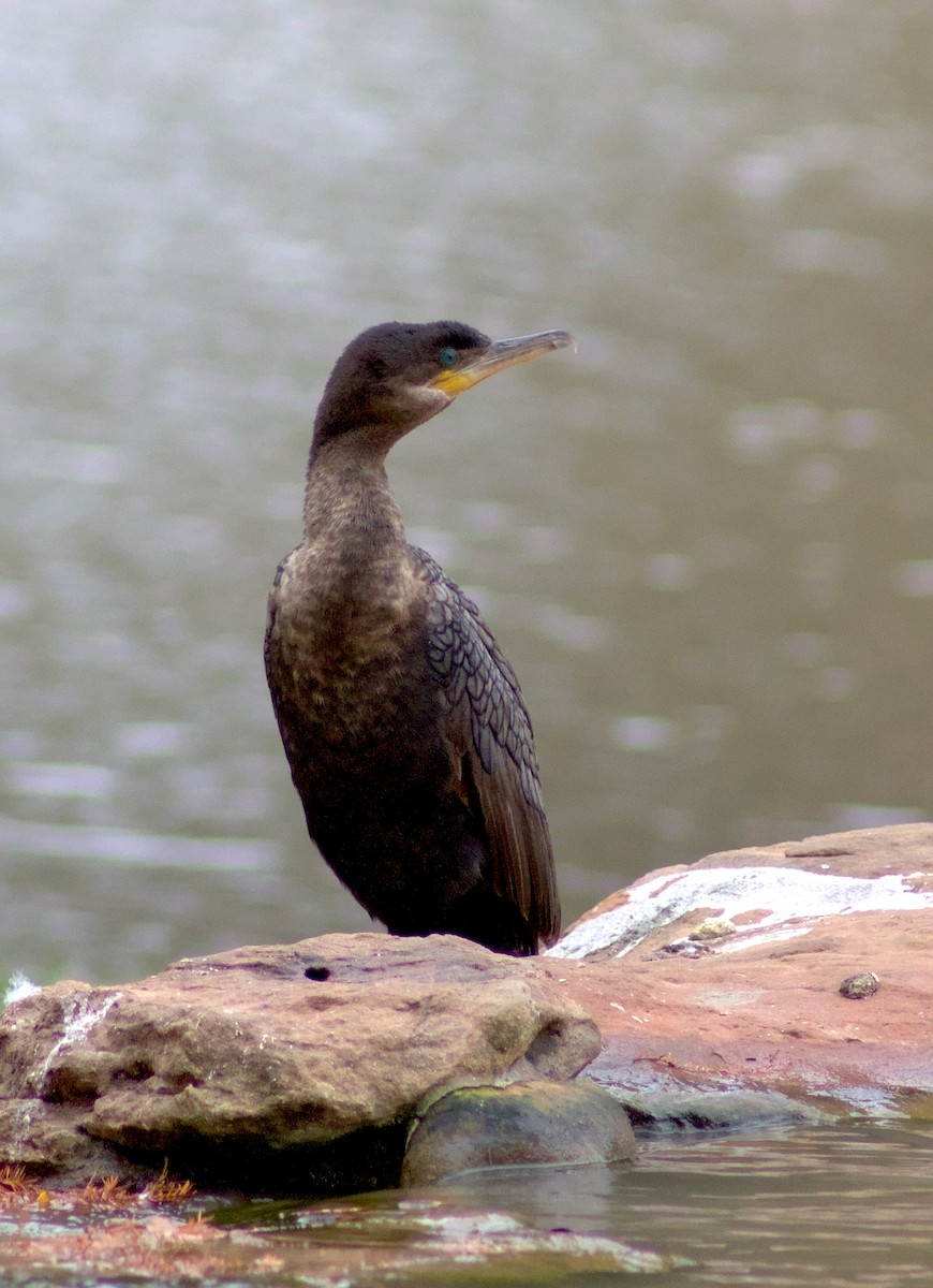 Neotropic Cormorant - ML646964559