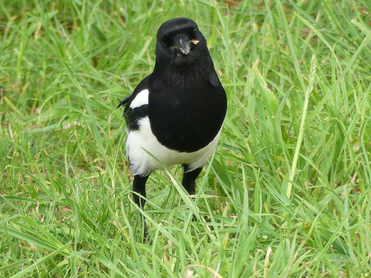 Алаг шаазгай - ML646964560