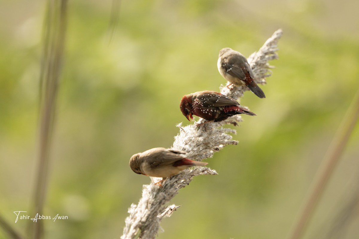 Bengali rouge - ML646964561