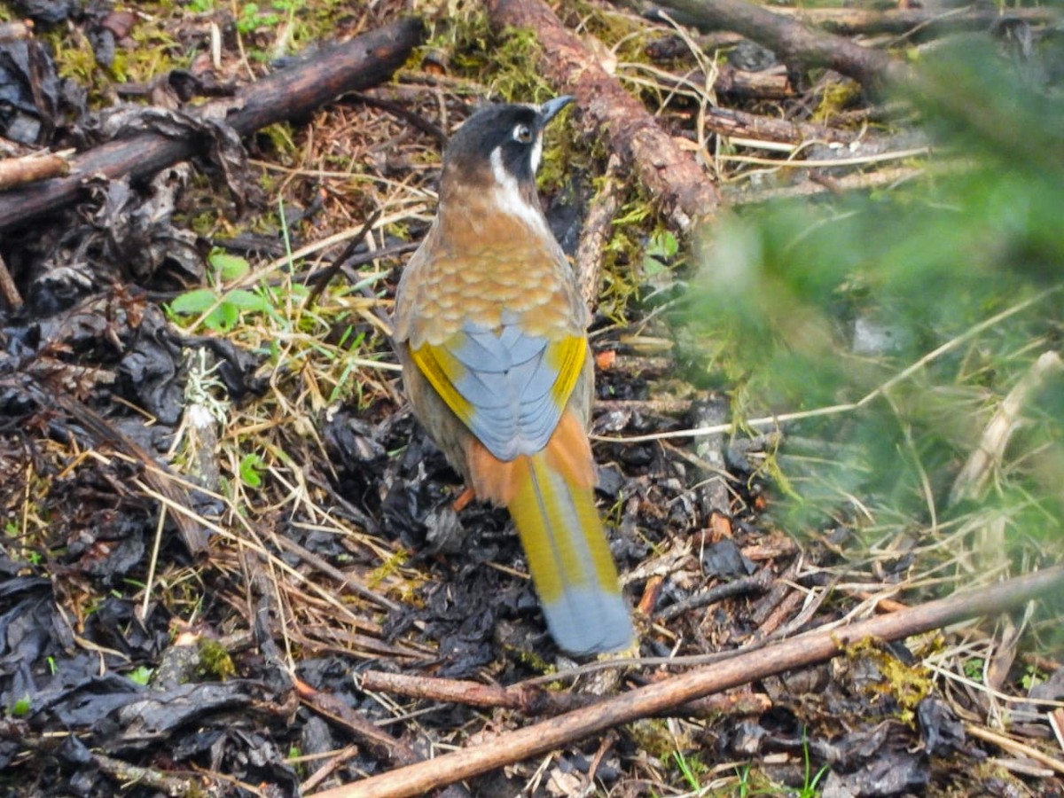 svartkinnlattertrost - ML646964572