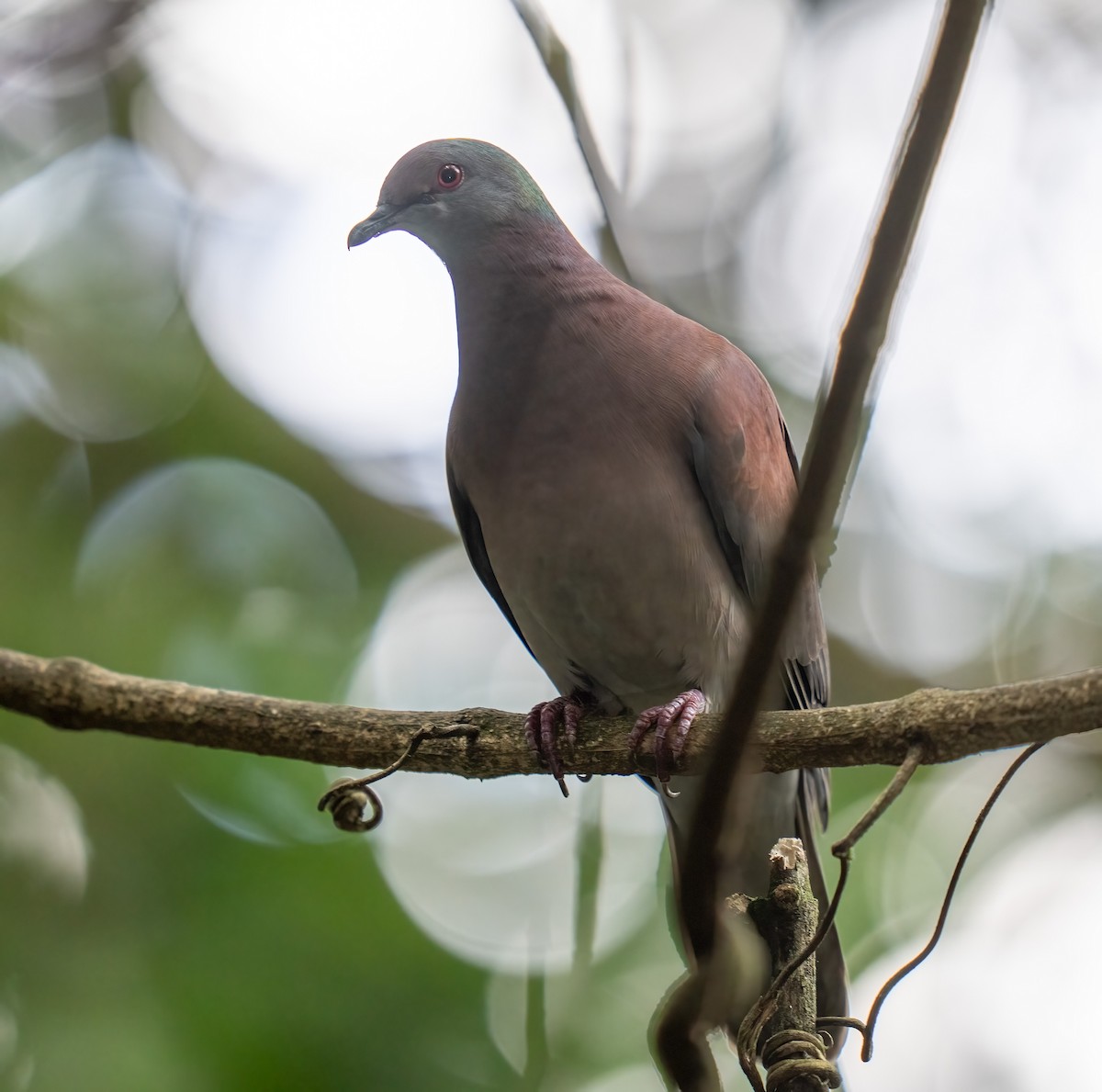 Paloma Colorada - ML646964579