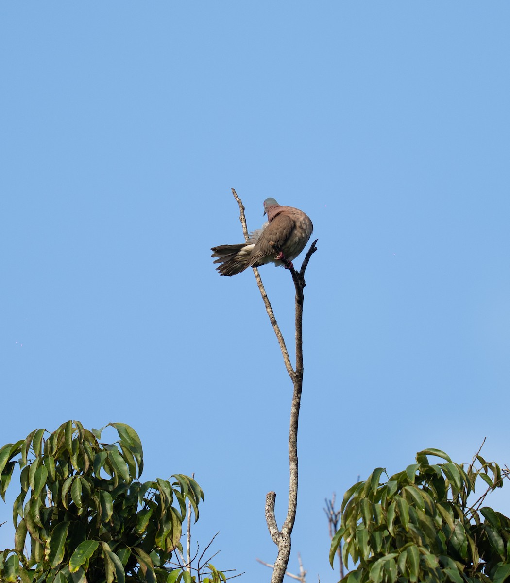 Paloma Colorada - ML646964580