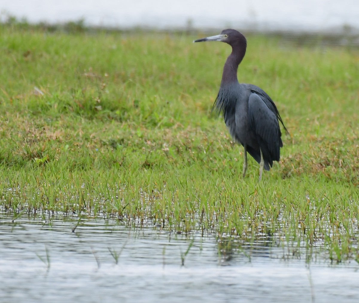 Little Blue Heron - ML646964582