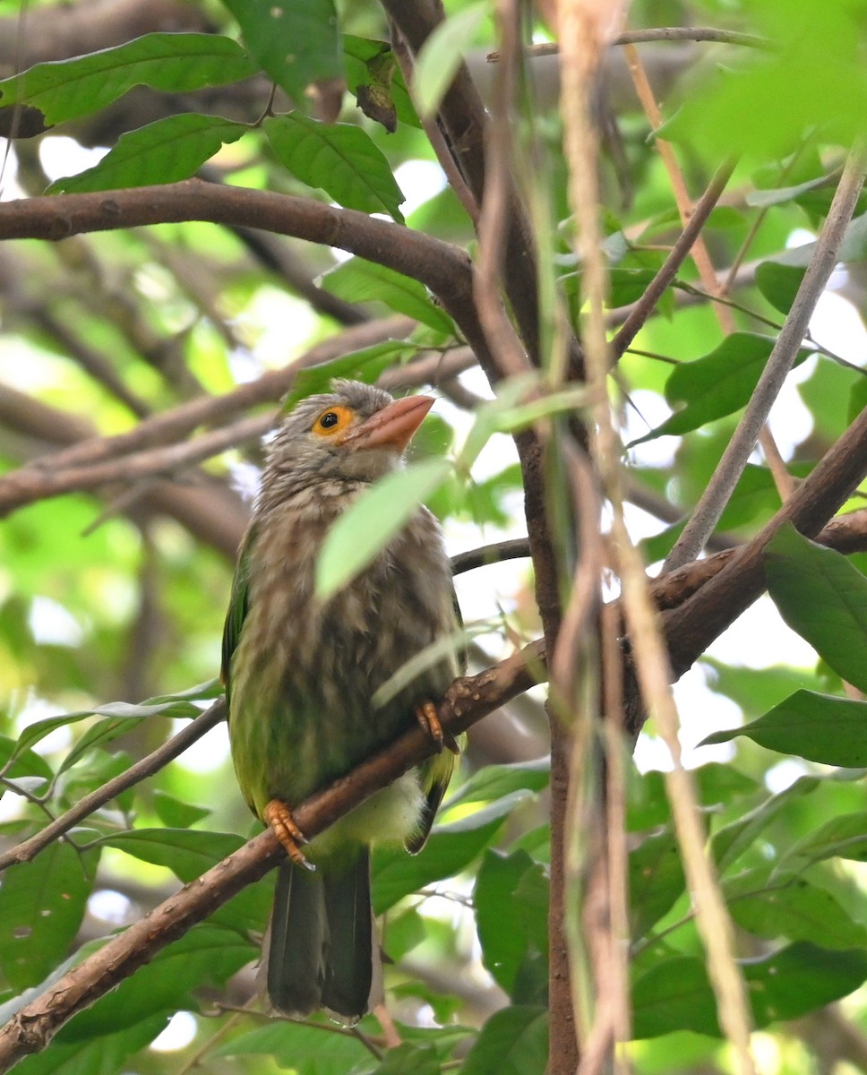 barbet čárkovaný - ML646964584