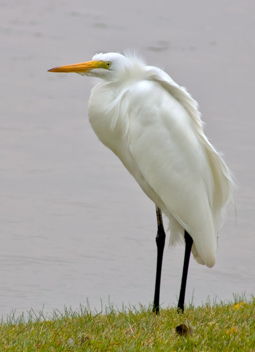 Great Egret - ML646964585