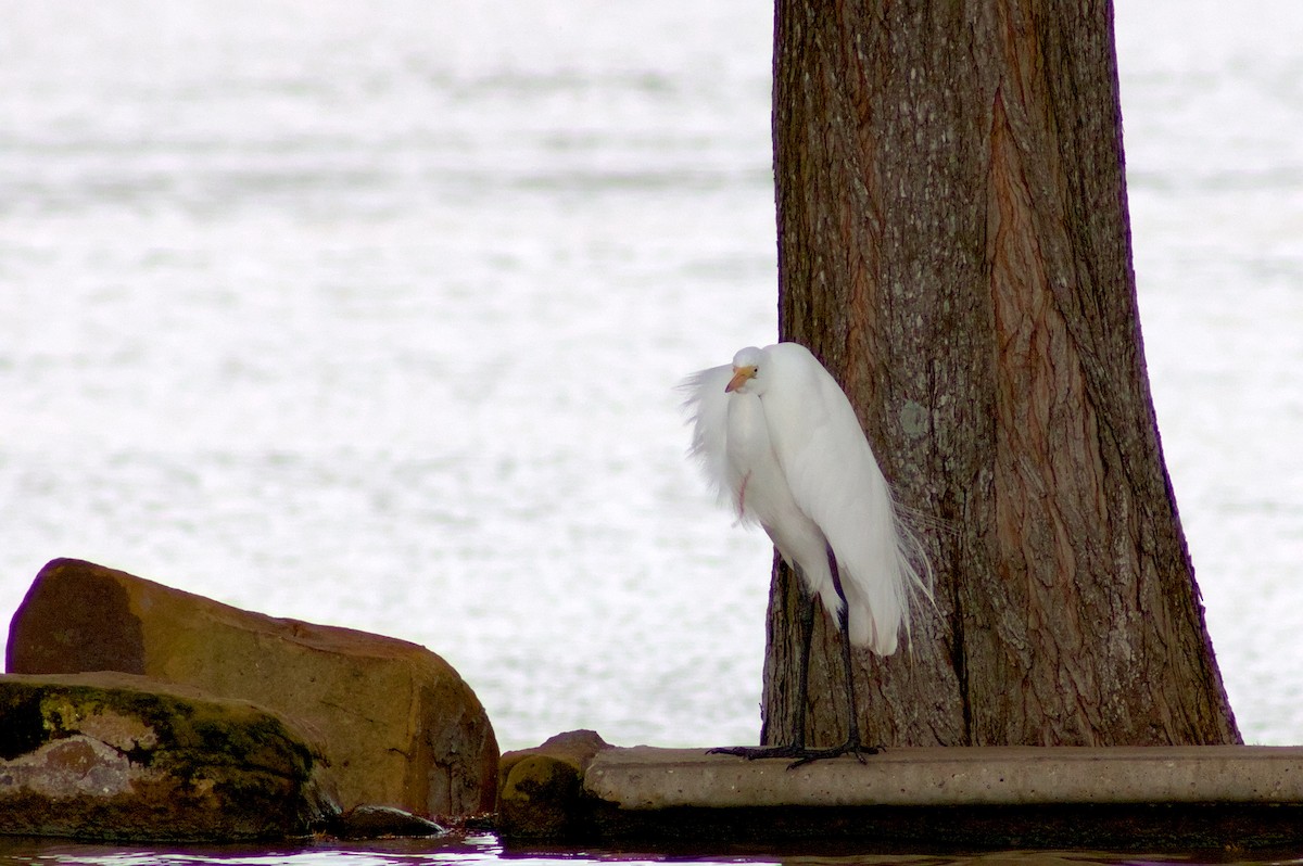 Great Egret - ML646964586