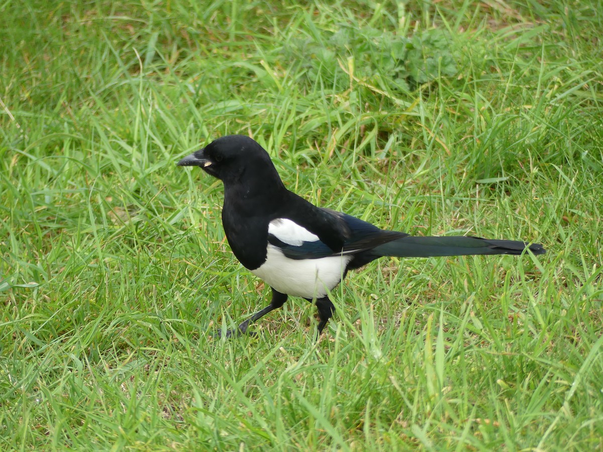 Алаг шаазгай - ML646964590