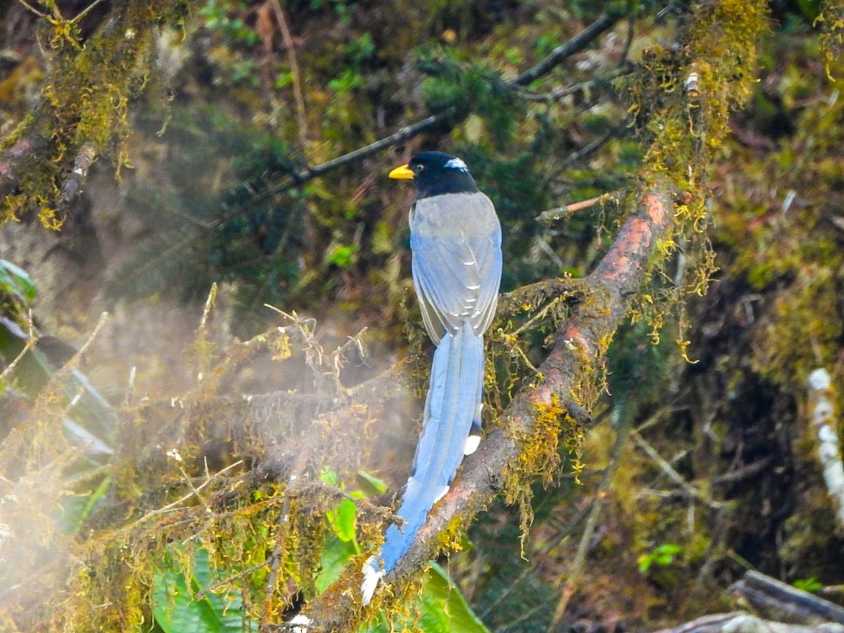 hvitnakkeskjære - ML646964591