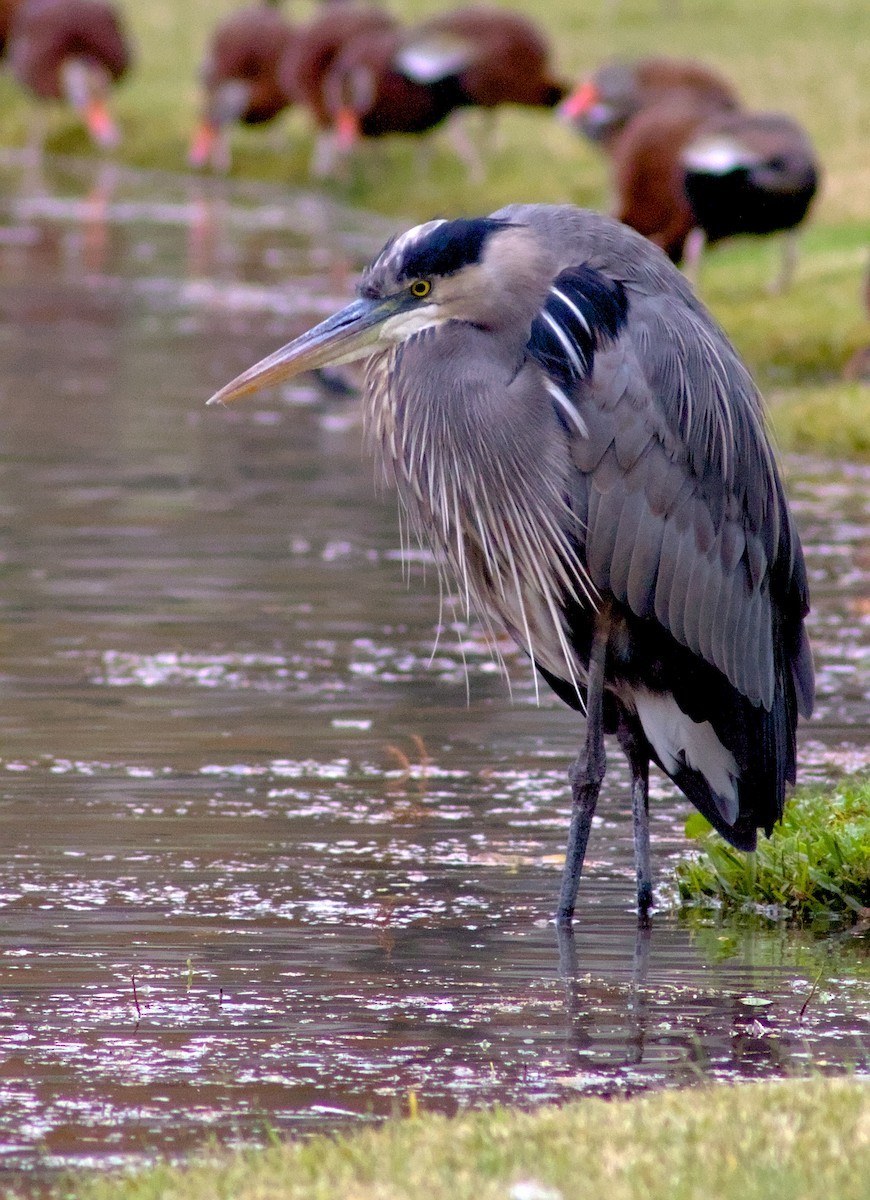Great Blue Heron - ML646964593