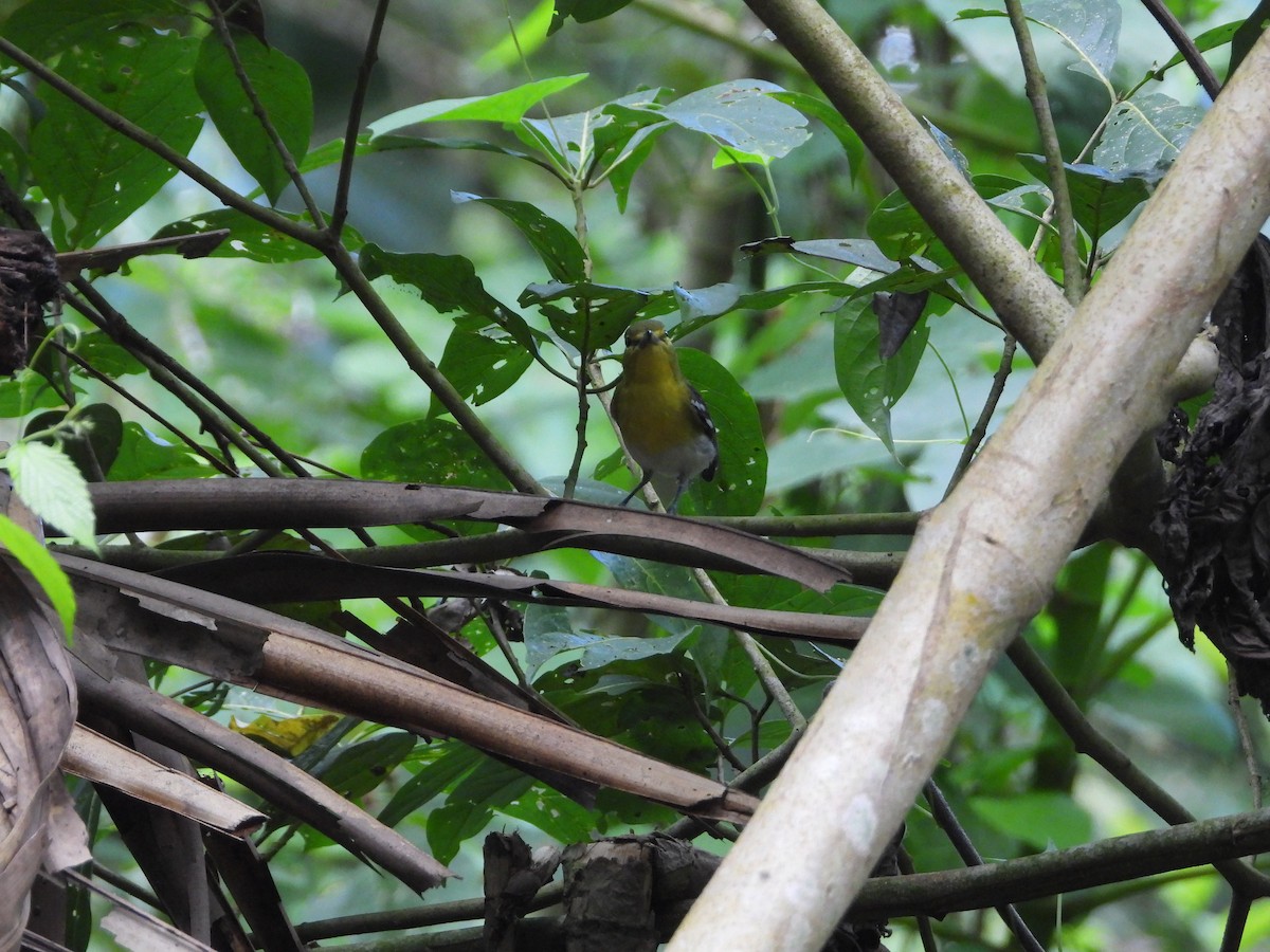 ויראו צהוב-גרון - ML646964594