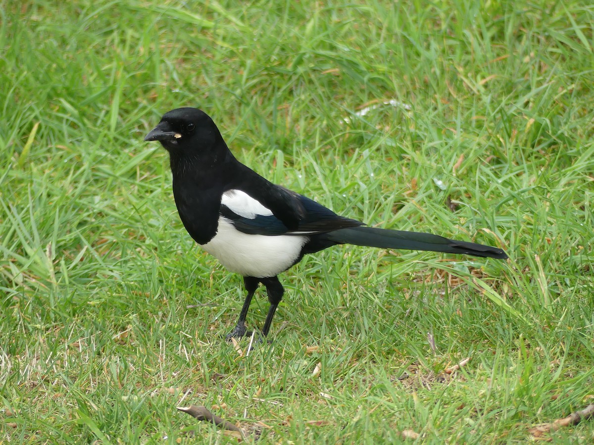 Алаг шаазгай - ML646964595