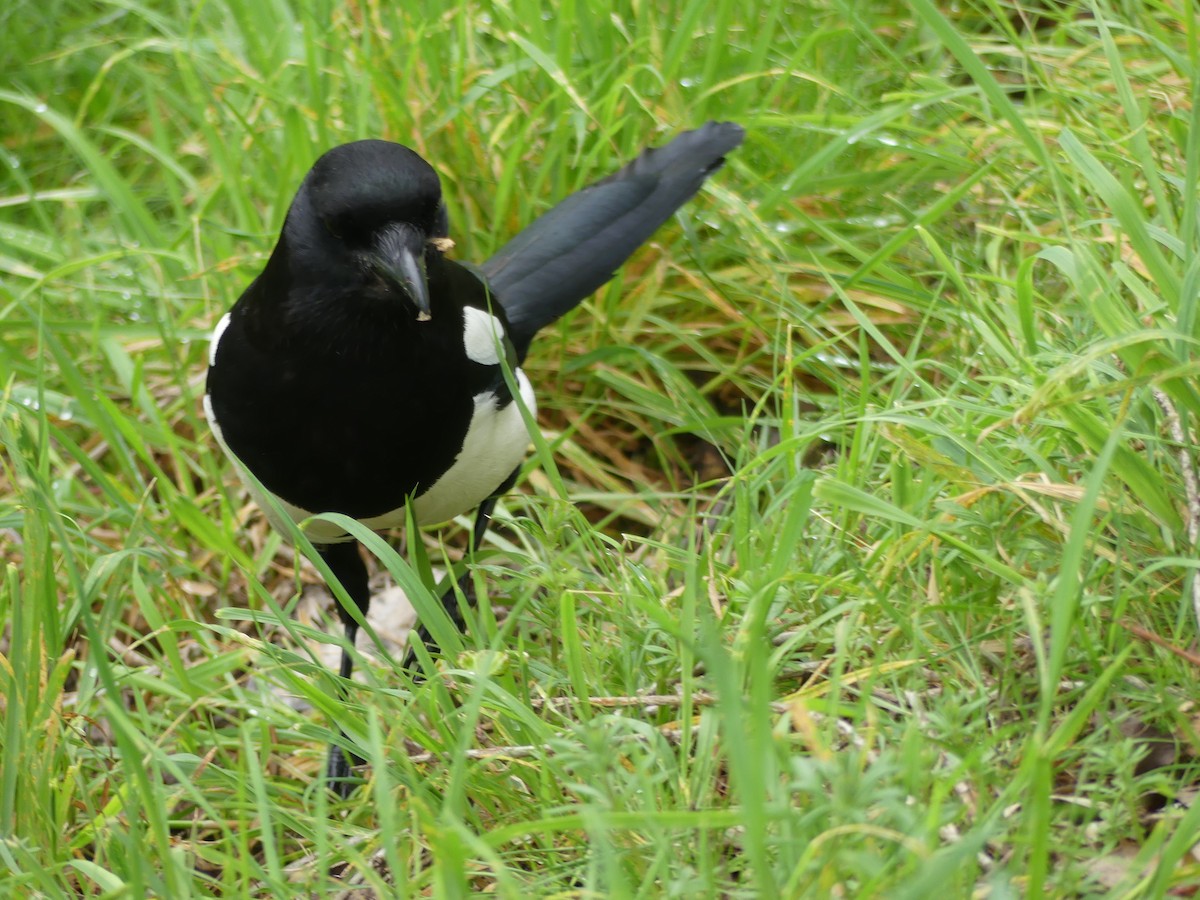 Алаг шаазгай - ML646964599