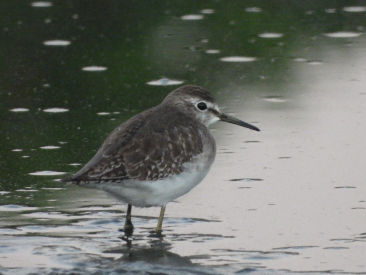 vodouš bahenní - ML646964600