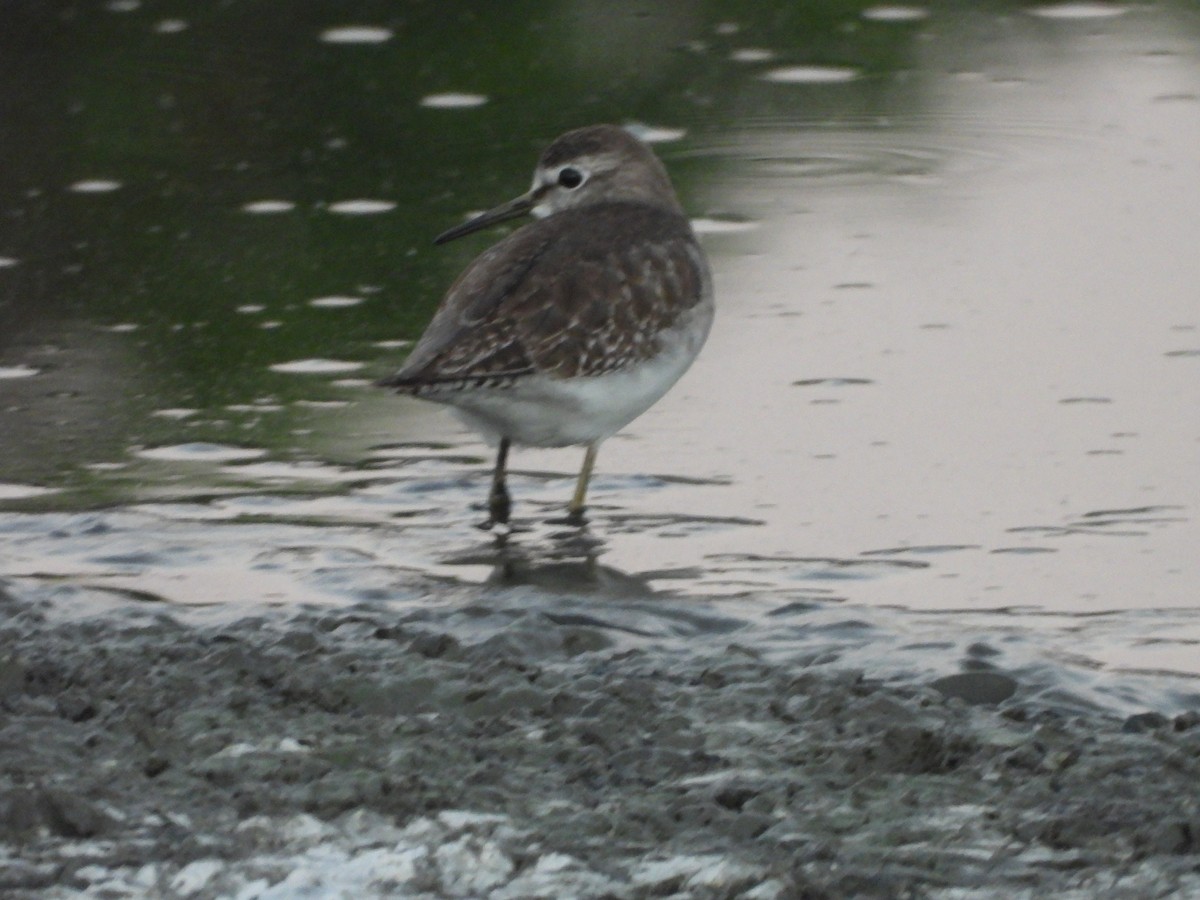 vodouš bahenní - ML646964601