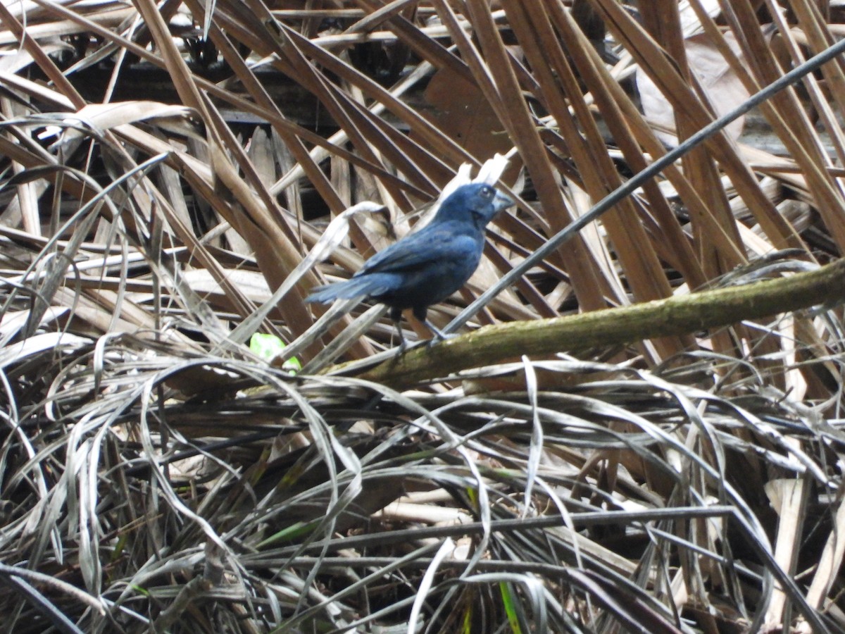 クロルリノジコ - ML646964602