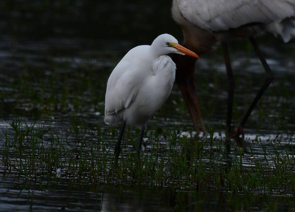 Great Egret - ML646964603