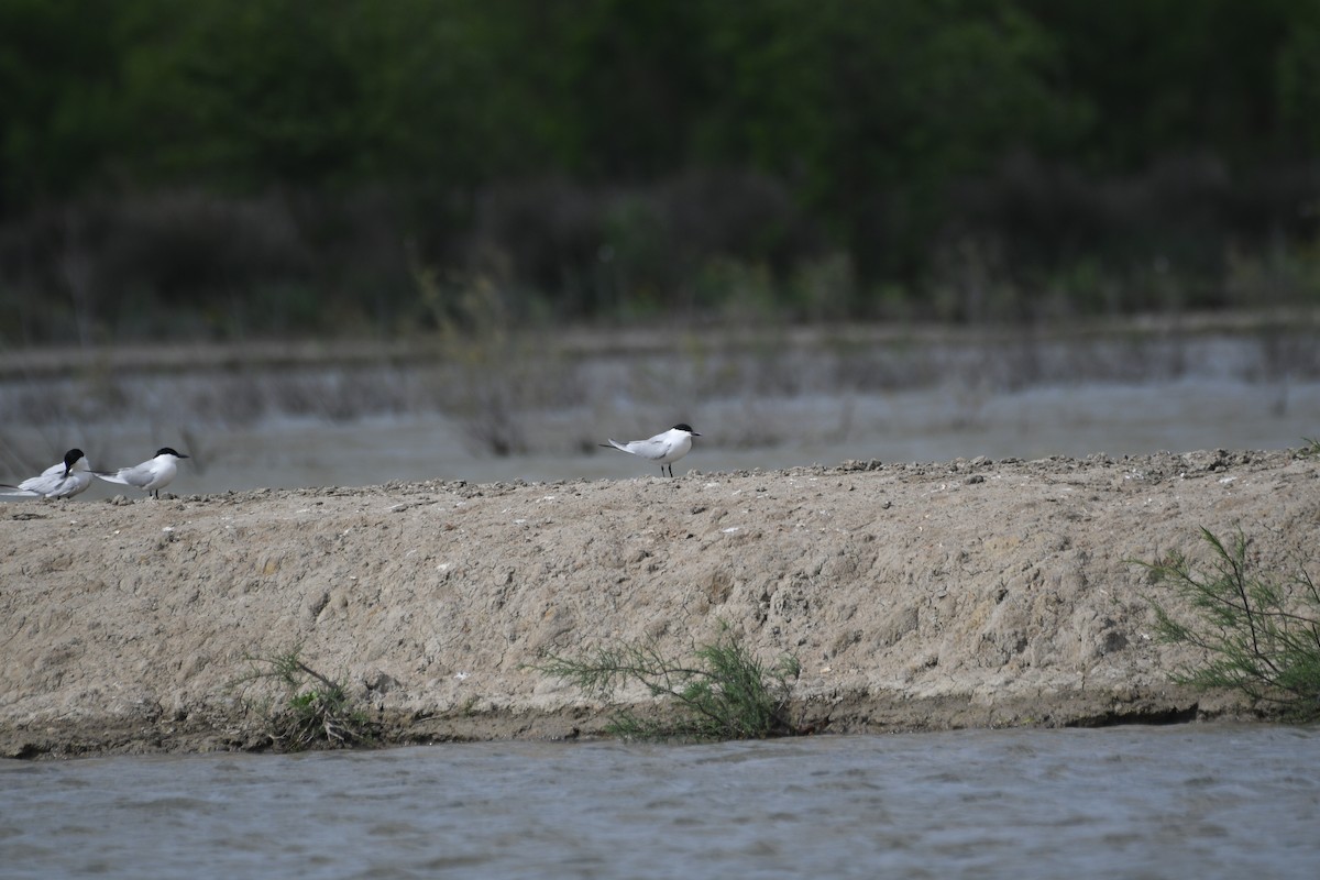 Gull-billed Tern - ML646964604