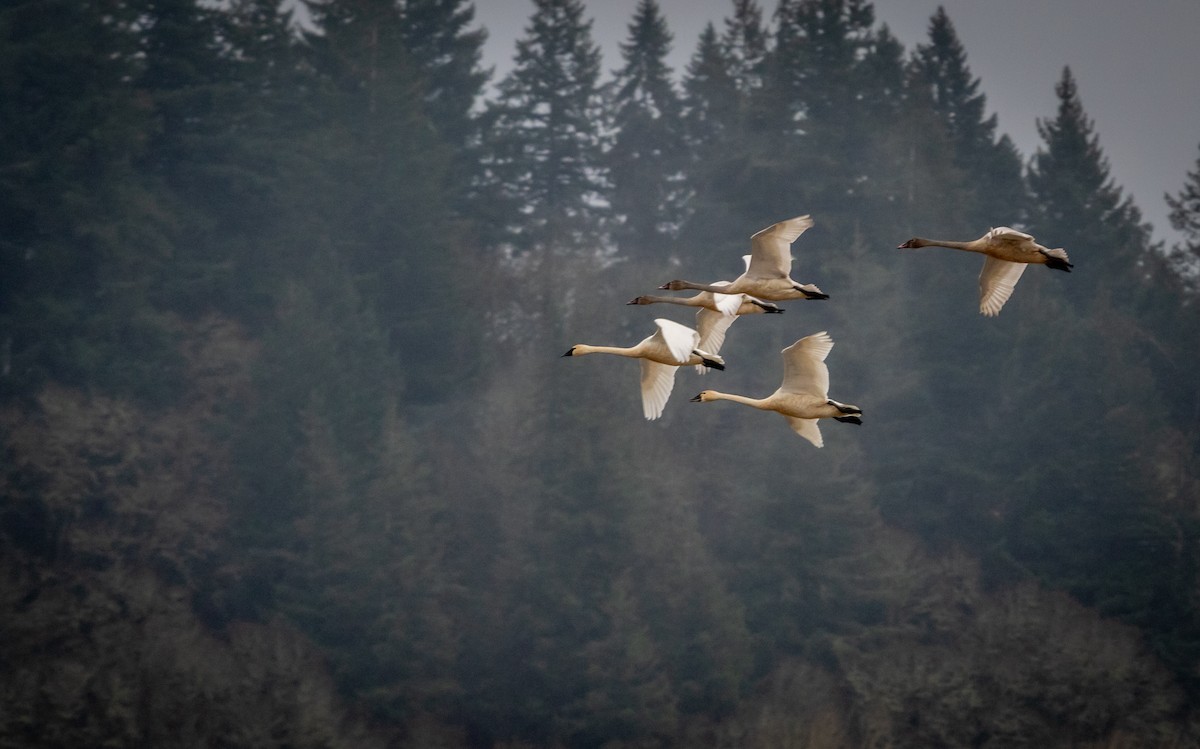 Tundra Swan - ML646964605