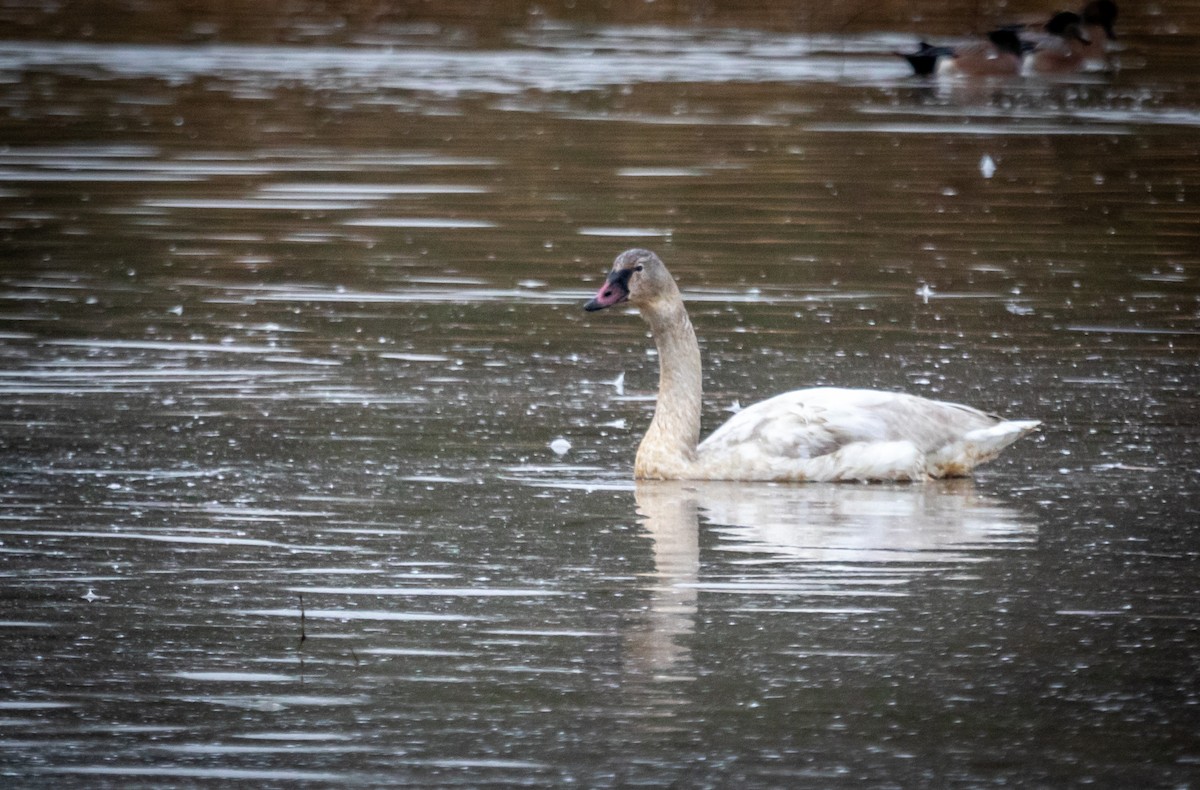 Tundra Swan - ML646964606