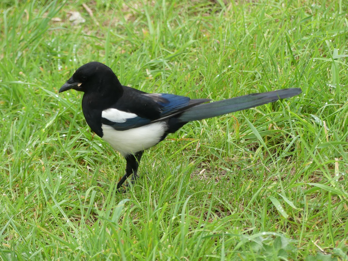 Алаг шаазгай - ML646964607