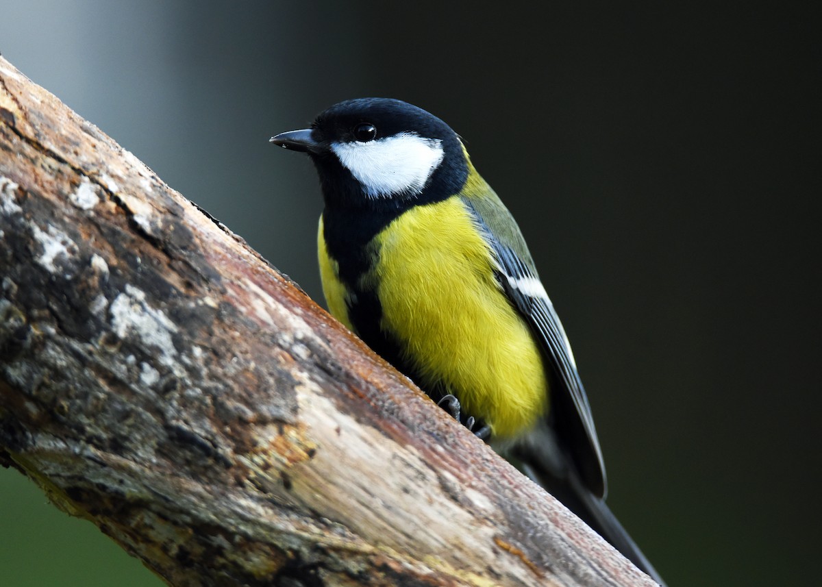 Great Tit - ML646964608