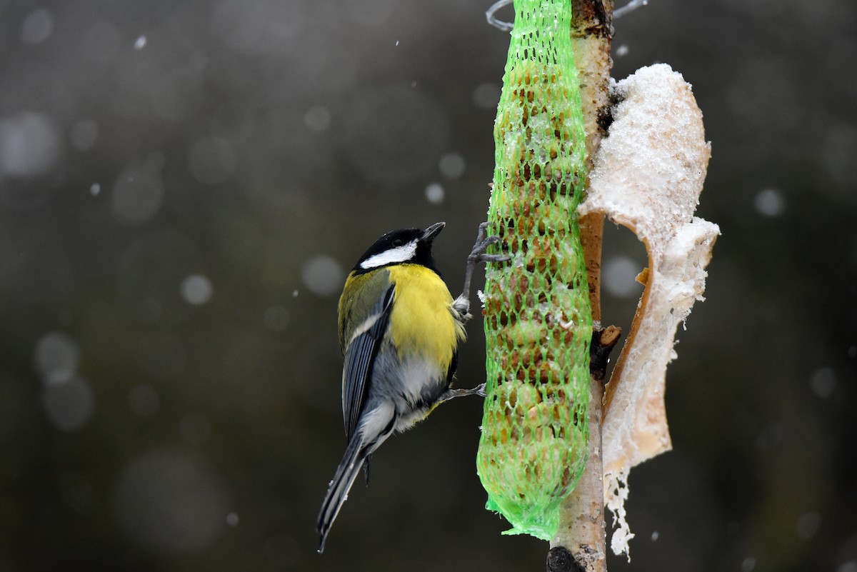 Great Tit - ML646964609