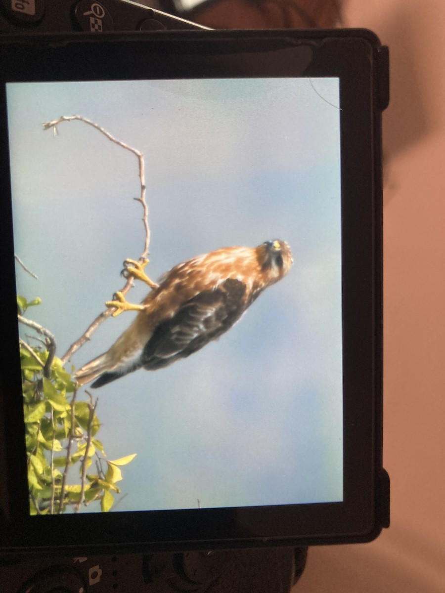 Long-legged Buzzard - ML646964610