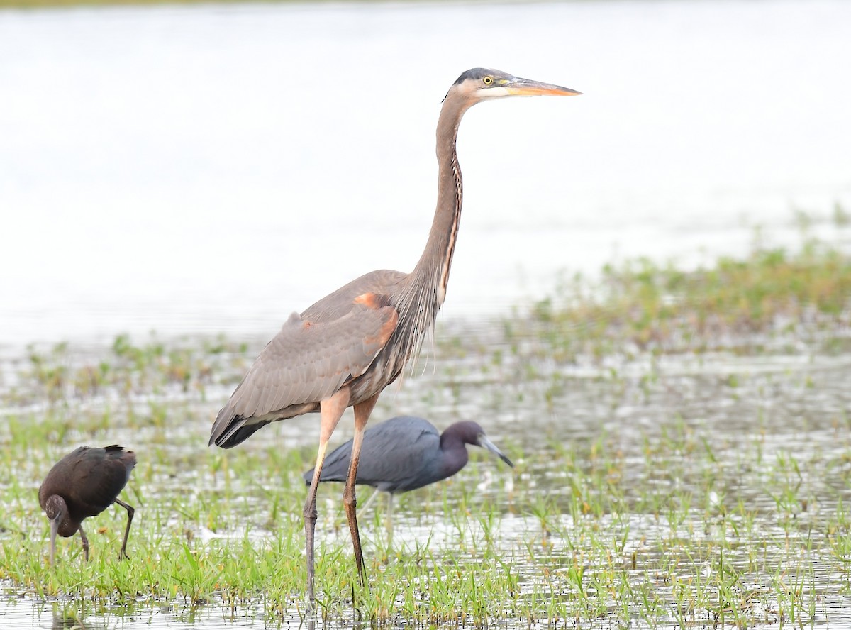 Great Blue Heron - ML646964611