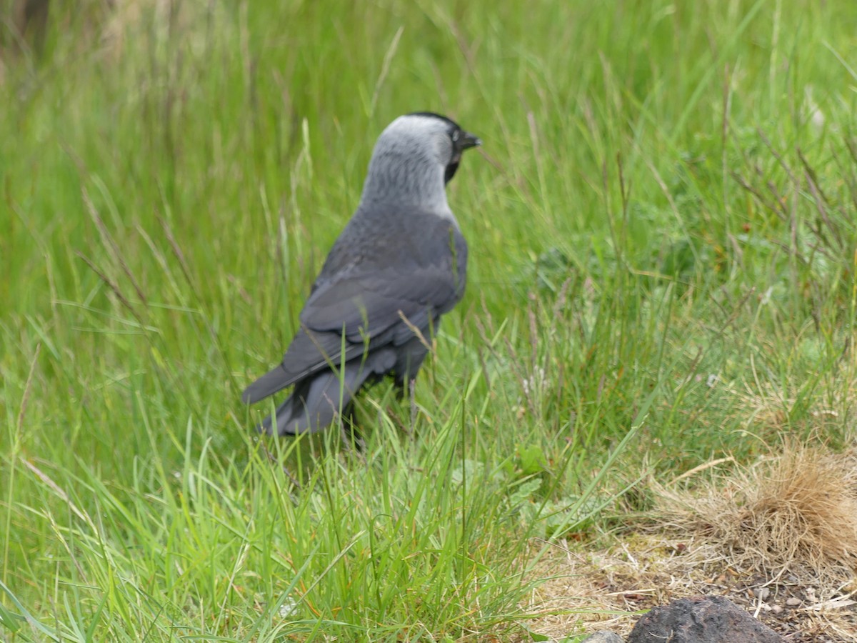 Харлаг хэрээ - ML646964614