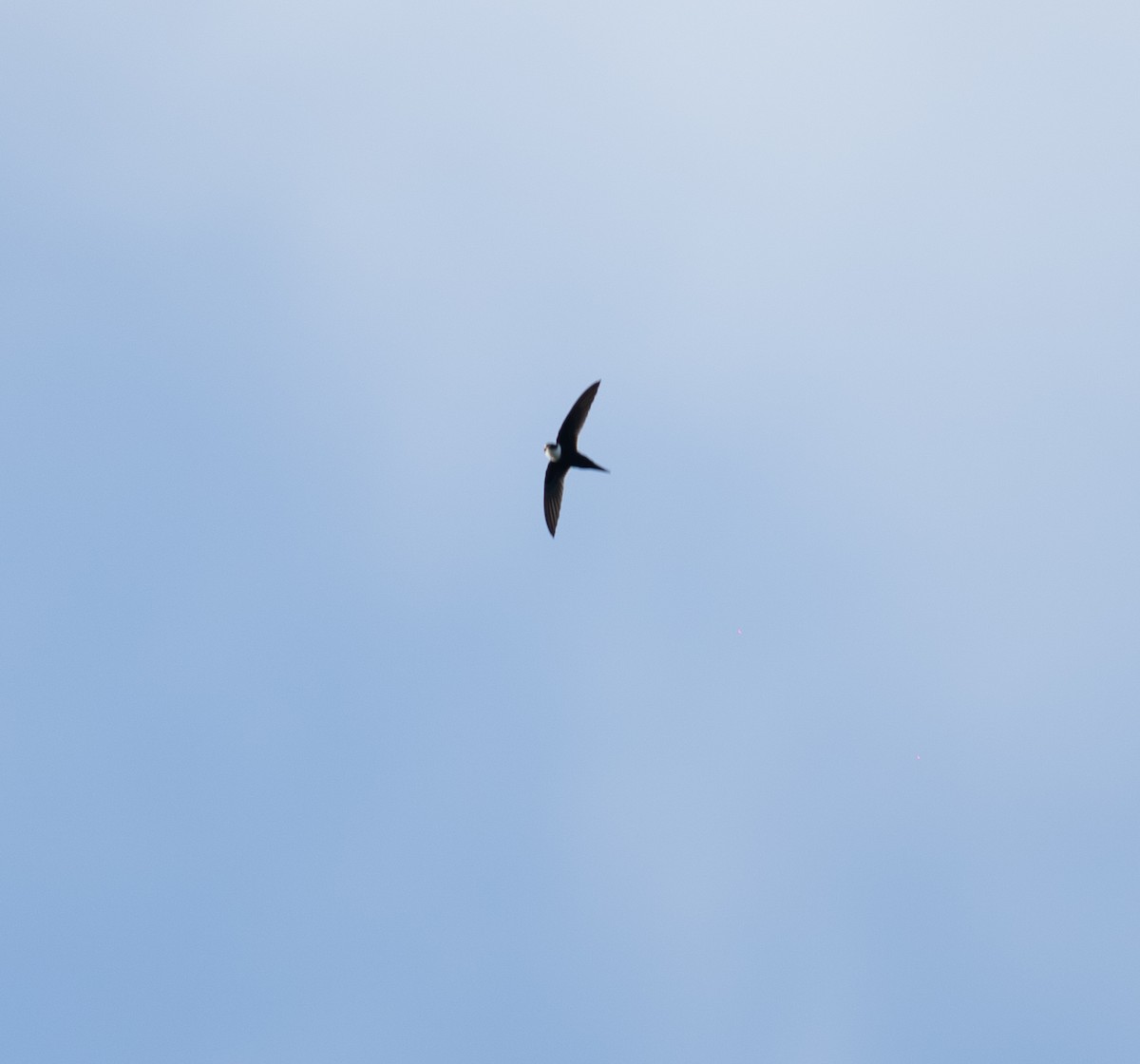 Lesser Swallow-tailed Swift - ML646964615