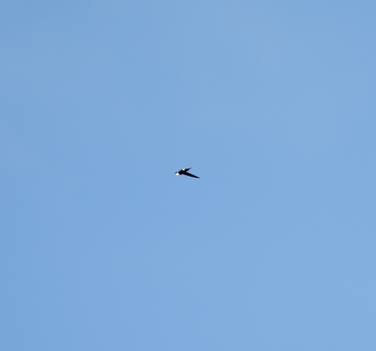 Lesser Swallow-tailed Swift - ML646964616