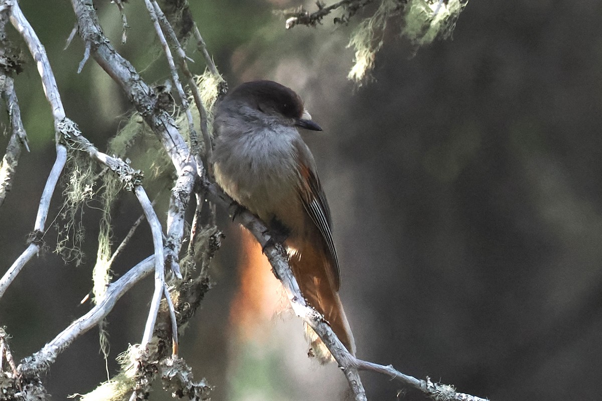 Siberian Jay - ML646964617