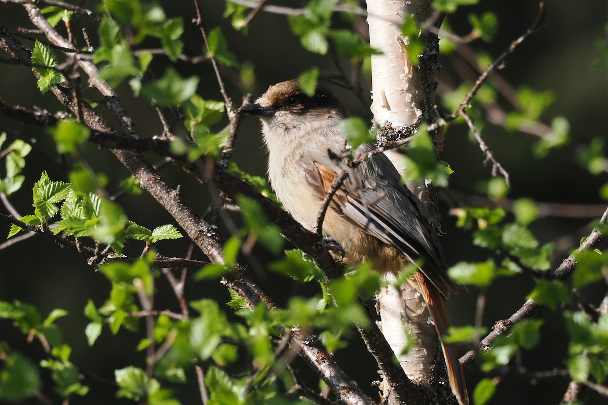 Siberian Jay - ML646964618