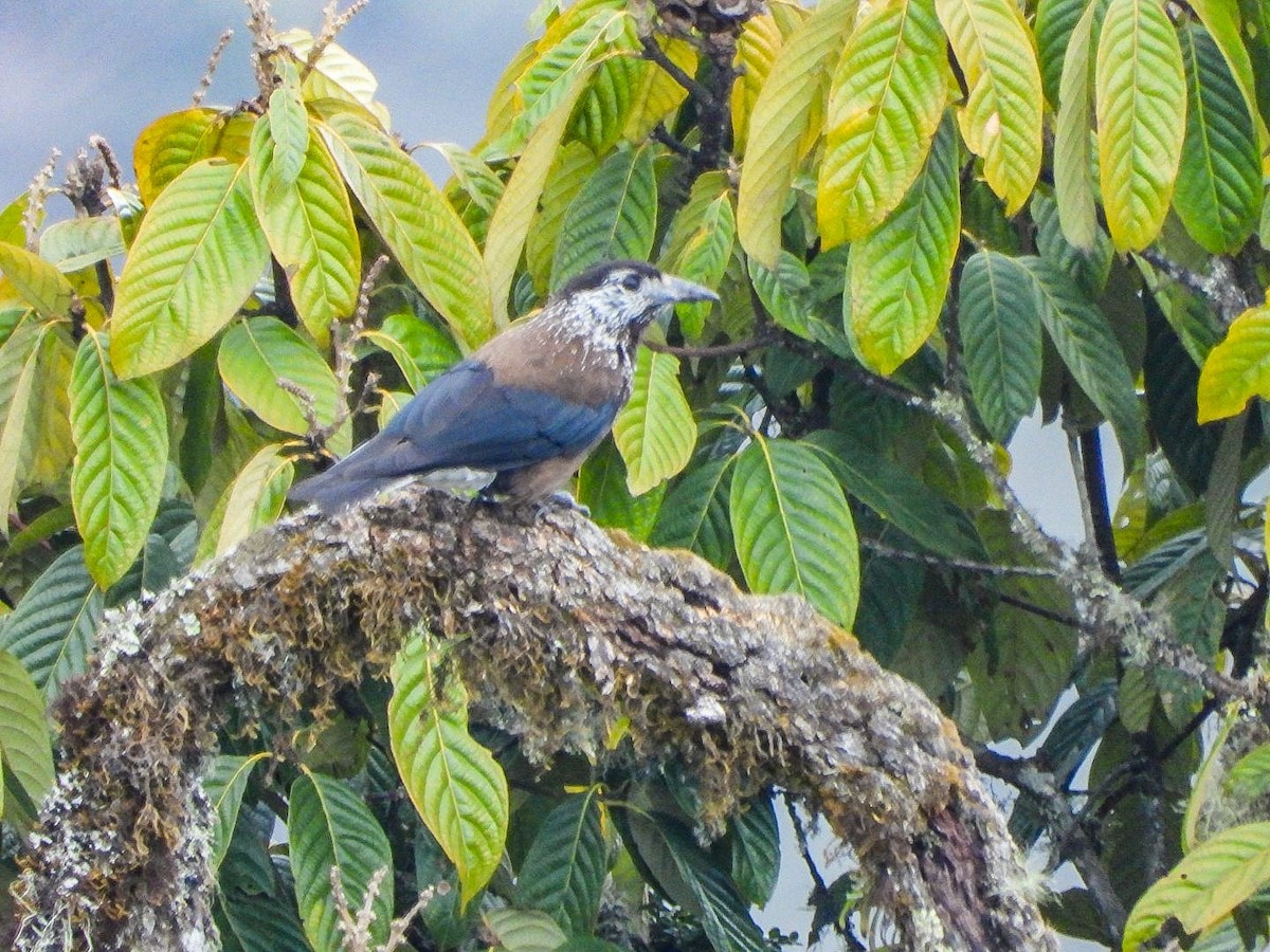 brunnøttekråke - ML646964619