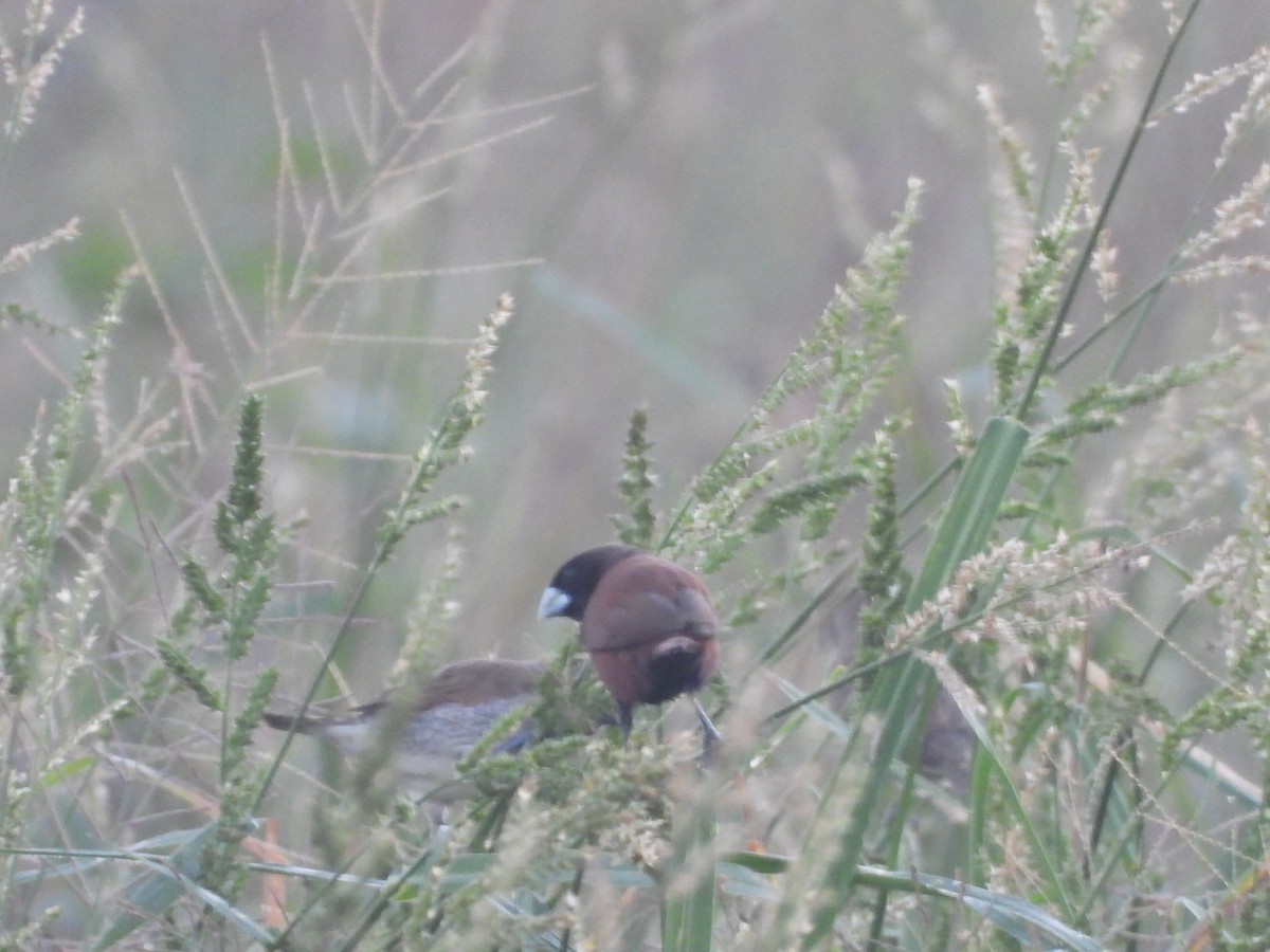 Мунія чорноголова - ML646964621