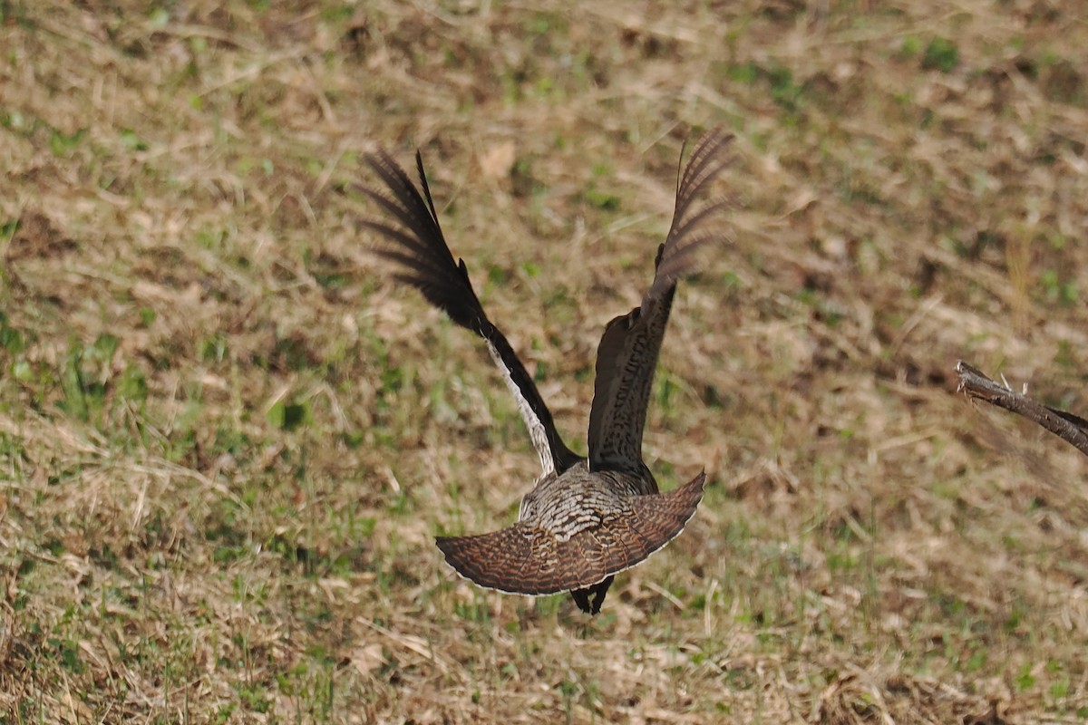 Глухарь - ML646964622