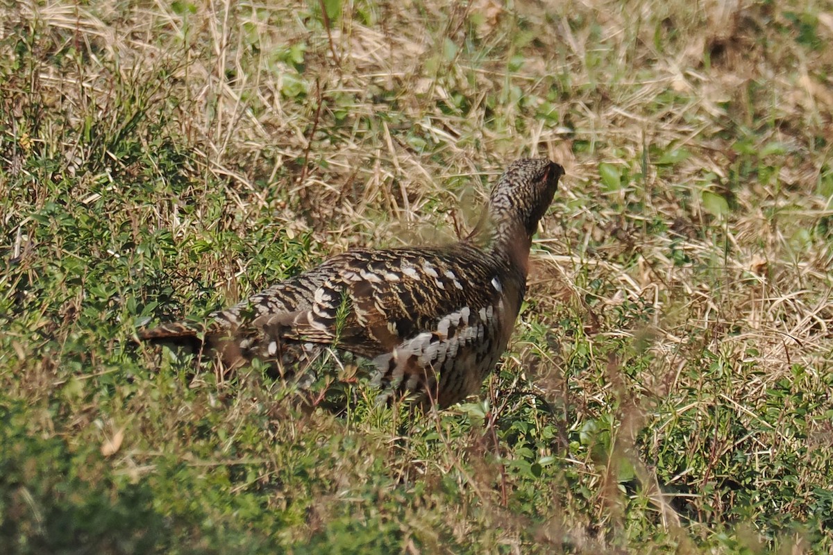 Глухарь - ML646964623