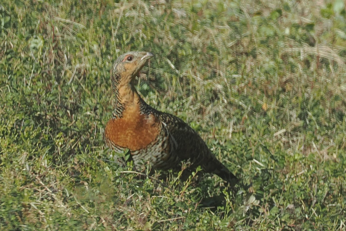 Глухарь - ML646964624