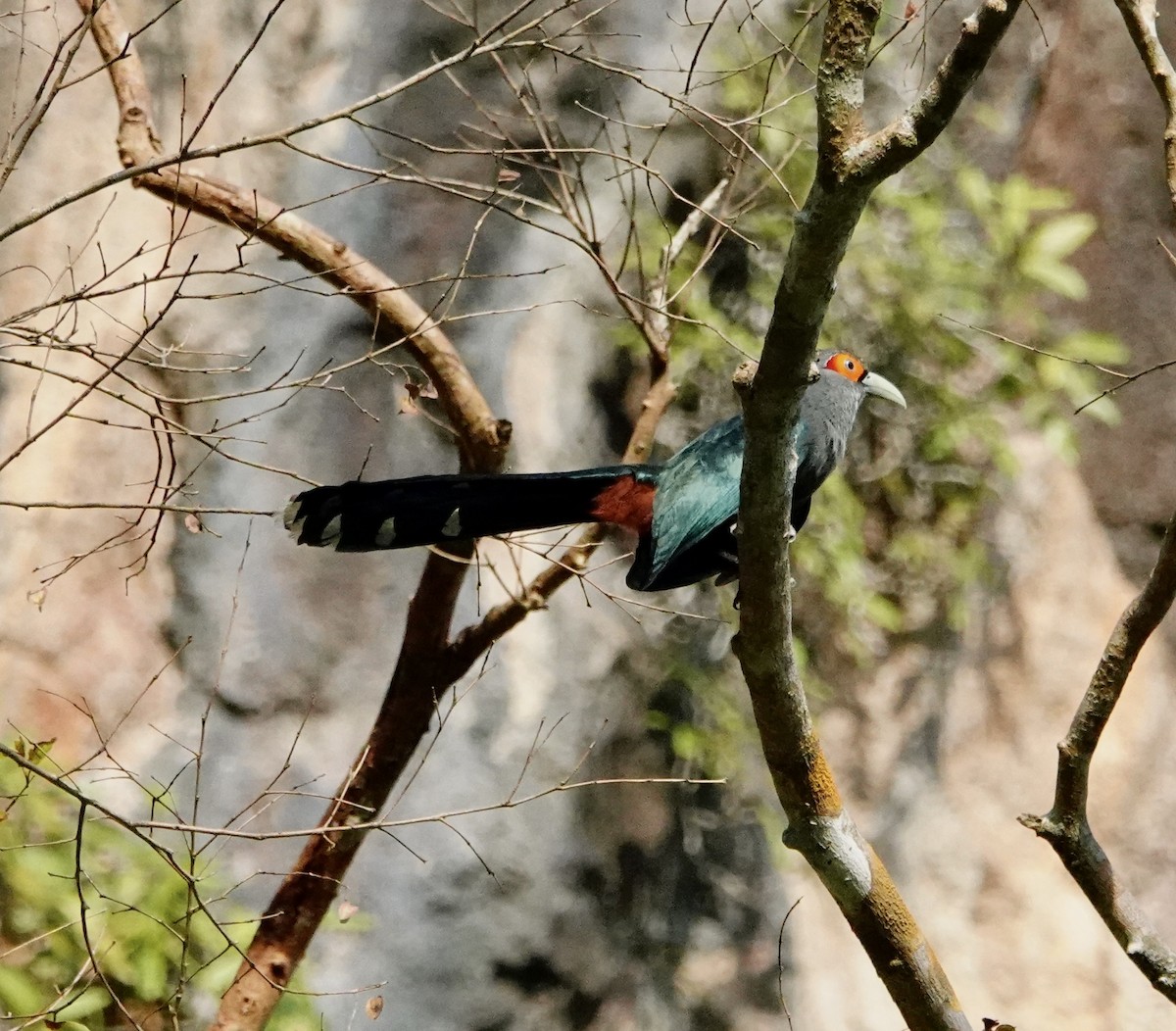 Chestnut-bellied Malkoha - ML646964625