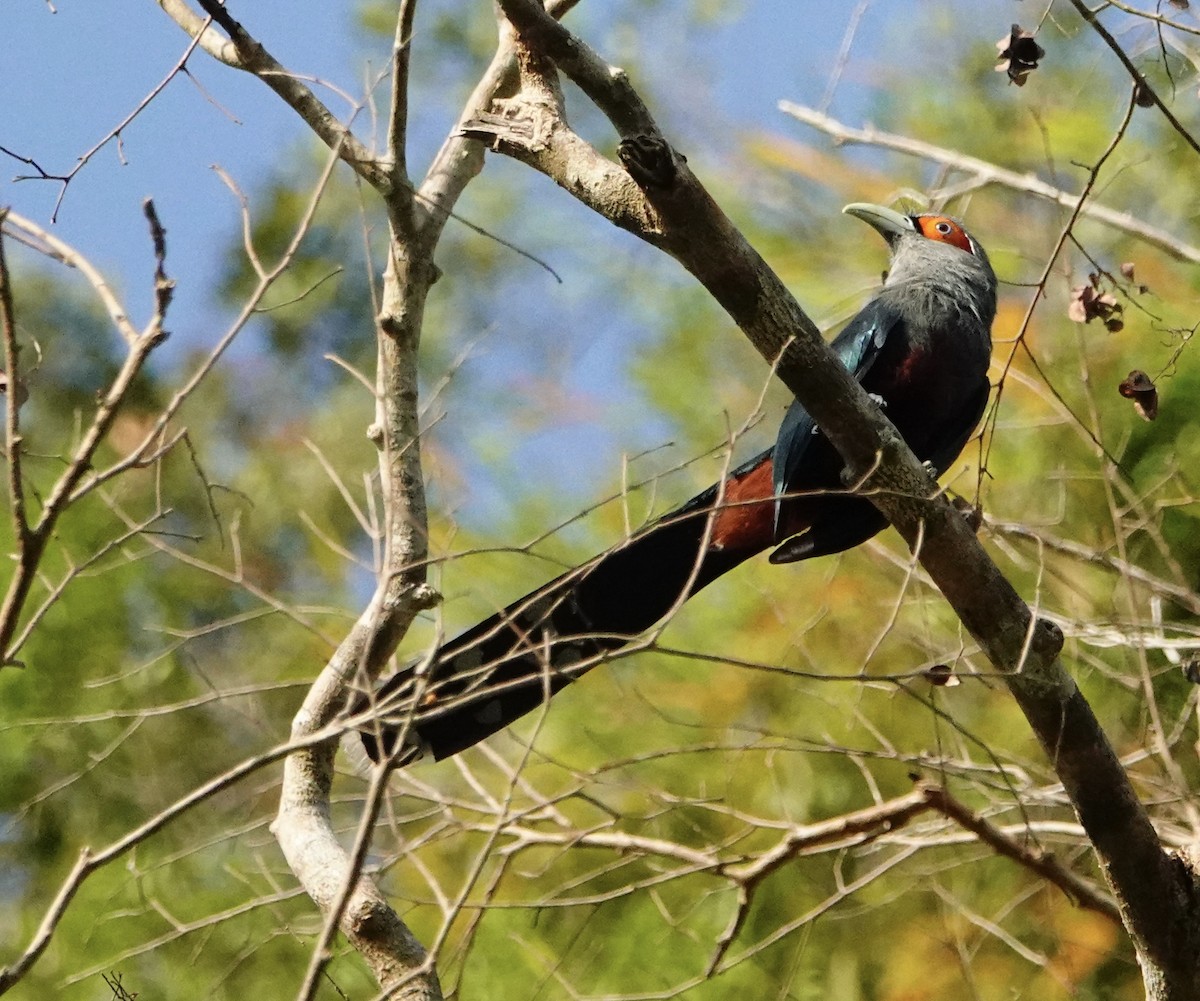 Chestnut-bellied Malkoha - ML646964626
