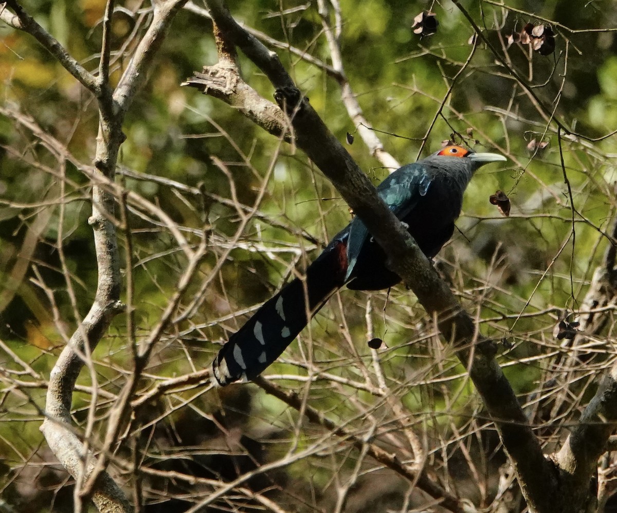 Chestnut-bellied Malkoha - ML646964627