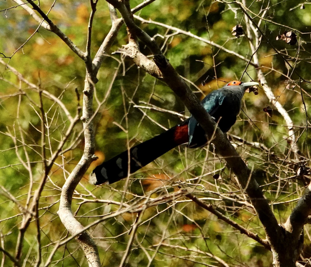 Chestnut-bellied Malkoha - ML646964628