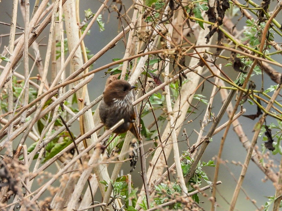 rododendronfulvetta - ML646964629