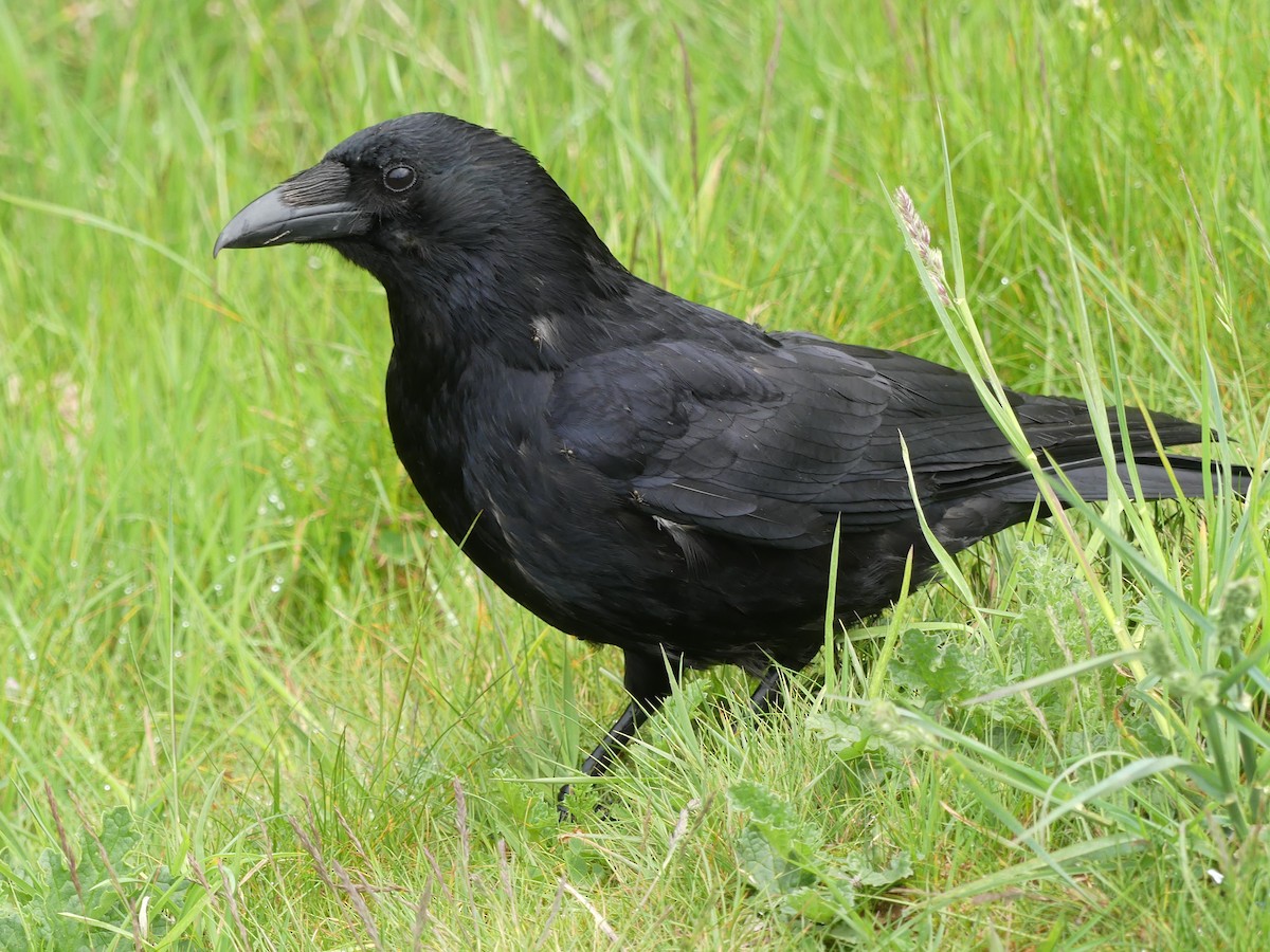 Хар хэрээ - ML646964632