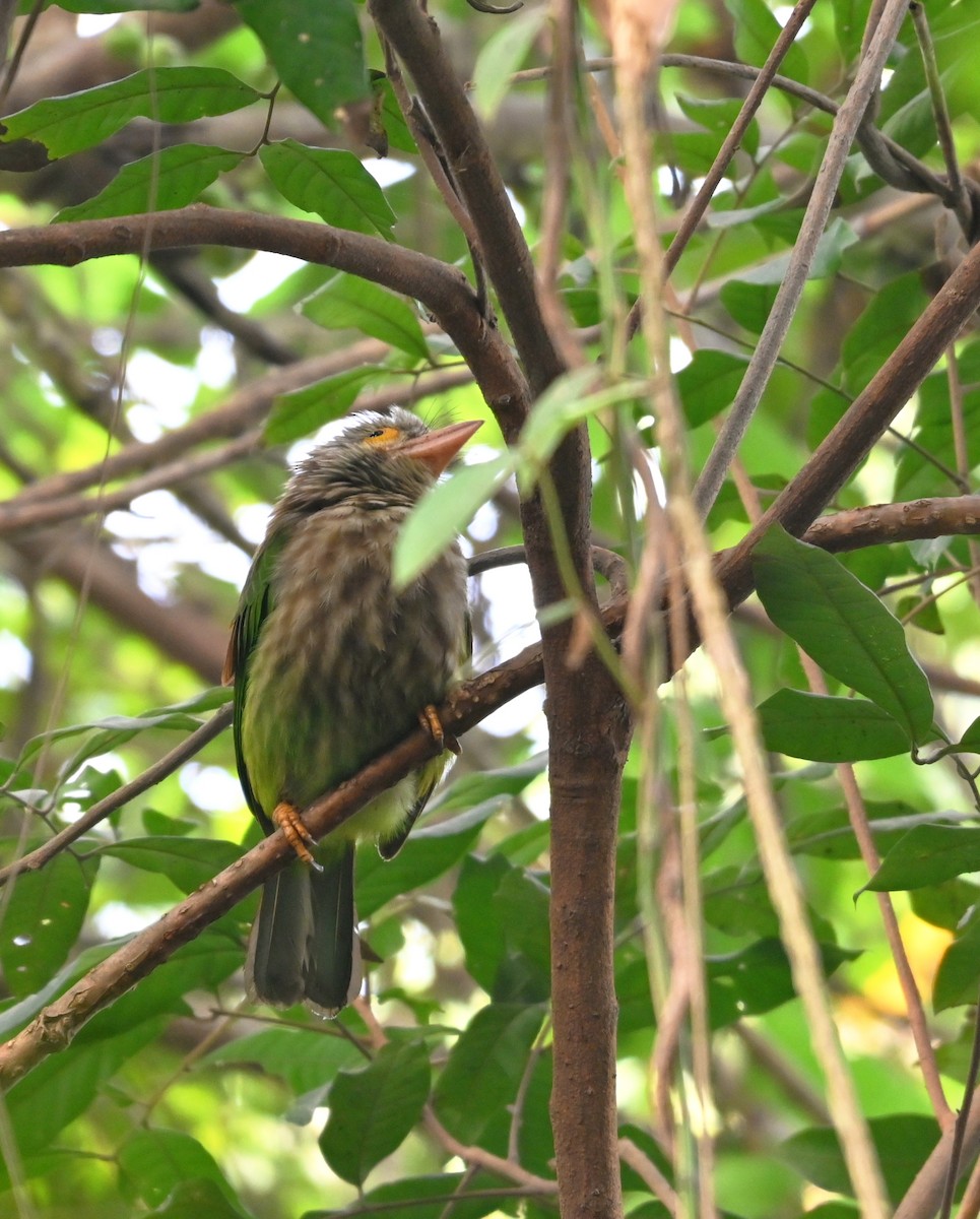 barbet čárkovaný - ML646964633